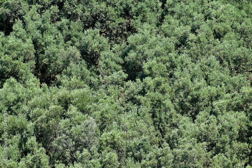 Olive orchard background in summer, Turkey Olive orchard background in summer, Turkey