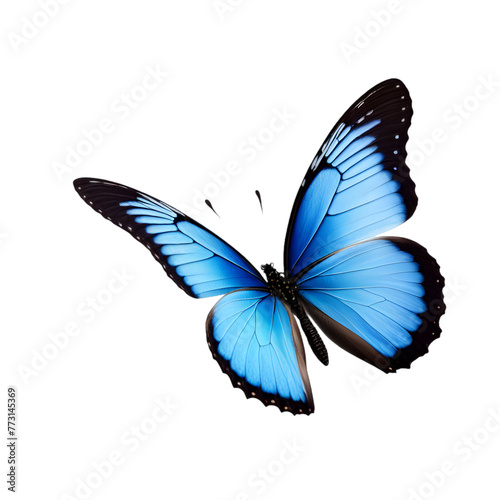 Linda borboleta Azul em voo, borboleta  em voo isolada em um fundo transparente.
 photo
