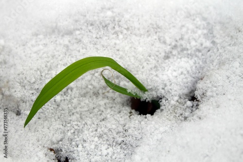 there is snow on the ground and the small plant is in the snow