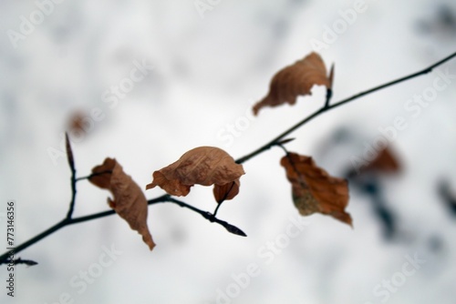 dry leaves that have turned to brown on the branches of trees