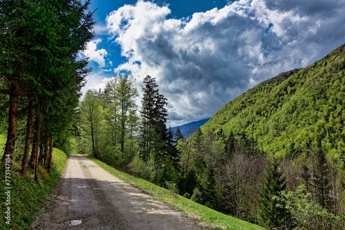 Εκτύπωση καμβά an empty road with lots of trees on either side of it