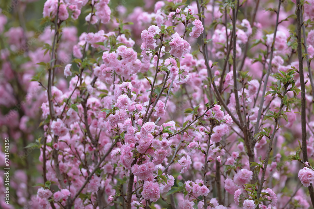 flowering cherry cultivar with pink flowers on branch