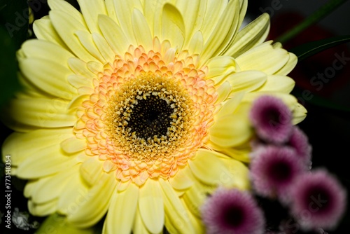 Single gerbera flower sits in front of a vibrant arrangement of purple flowers