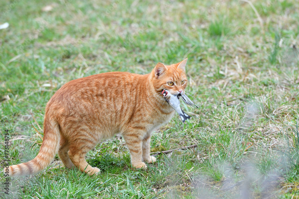 The domestic red cat caught the bird and holds it in its mouth