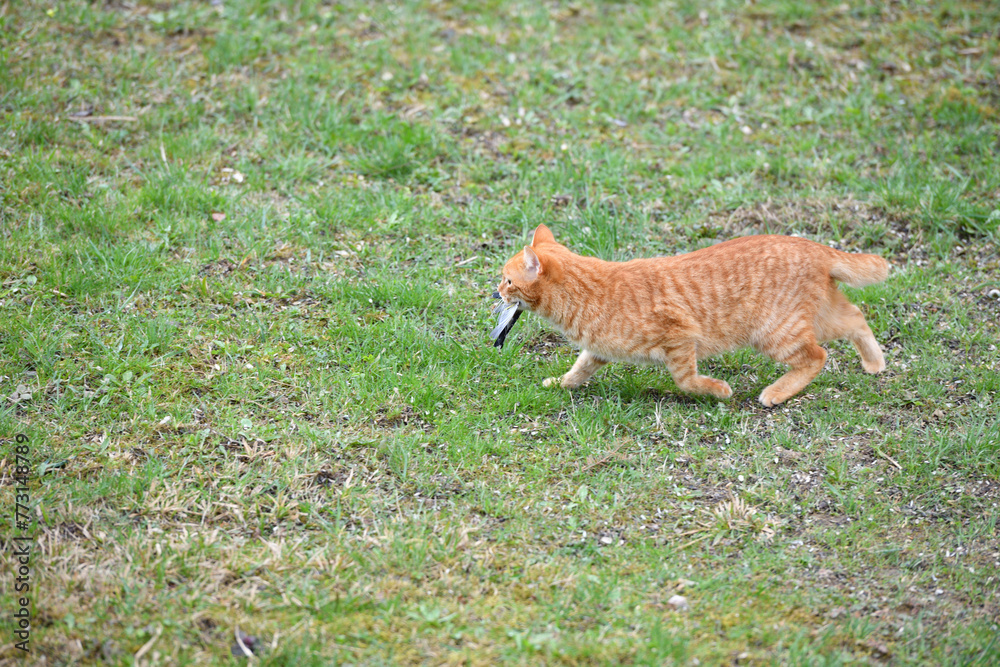 A domestic red cat caught a bird in the garden