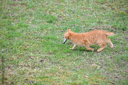 Obraz na płótnie A domestic red cat caught a bird in the garden w salonie