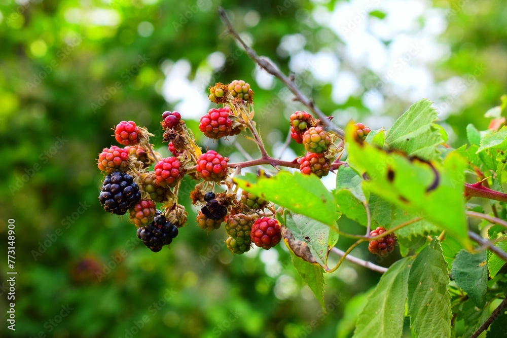 Fresh blackberries on a branch and blurred green leaves. Fresh blackberries on a branch and blurred green leaves.