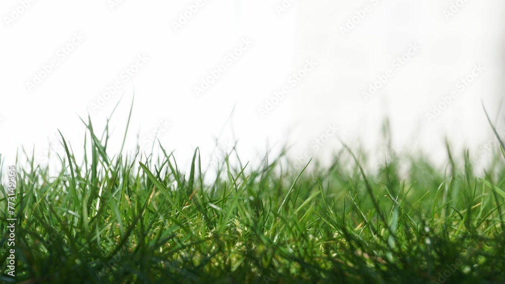 Fototapeta premium Close up shot of a lush, green meadow in bright sunlight