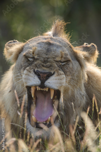Face of a young male lion