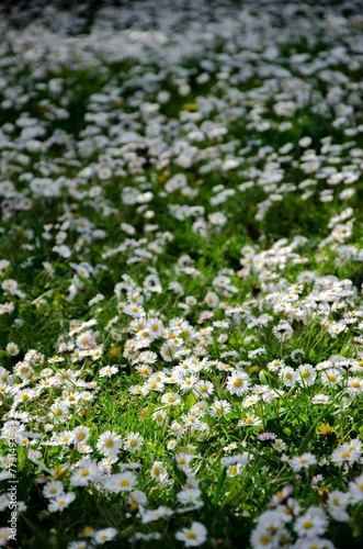 Field of white daisies illuminated by the sunlight.