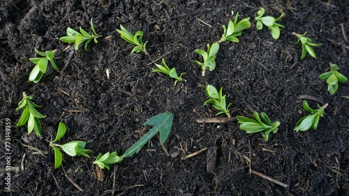 Close-up of an endlessness sign, a recycling symbol laid out from plants