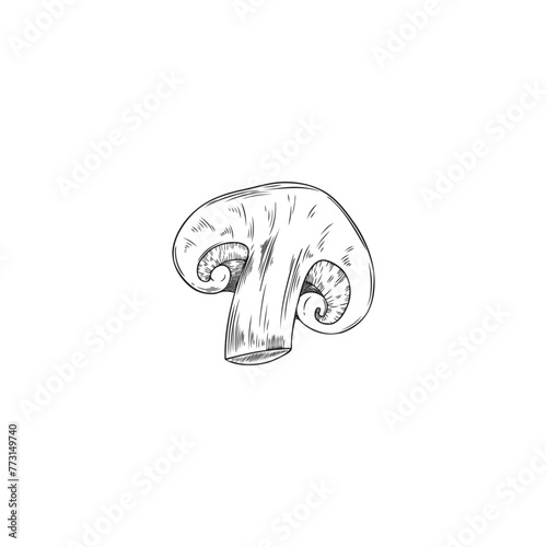 Hand drawn half of a shiitake mushroom, vector sketch.