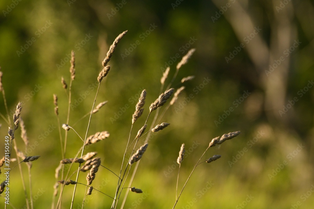 long grass on the field with trees in the background in the summer long grass on the field with trees in the background in the summer