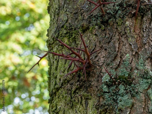 Closeup of branches emerge from a tree trunk photo