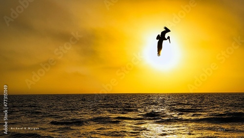 Silhouette of a bird soaring against a beautiful orange and pink sunset sky over the ocean