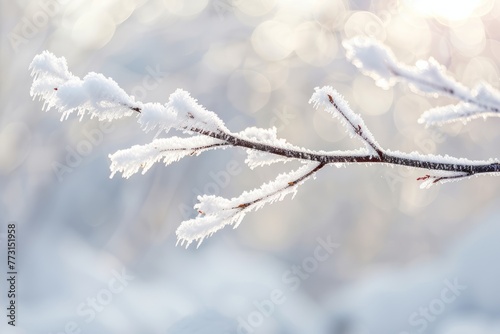 Close-up of a branch covered in snow, with ice crystals glistening in the sunlight © Ilia Nesolenyi