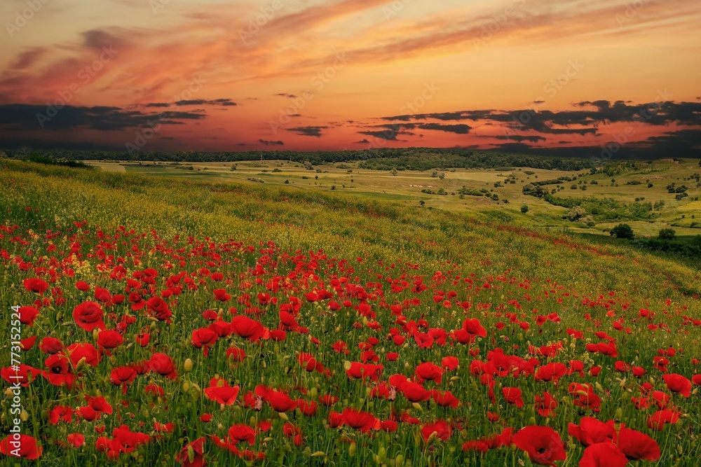 Meadow with blooming flowers at sunset
