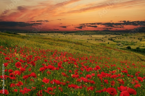 Meadow with blooming flowers at sunset