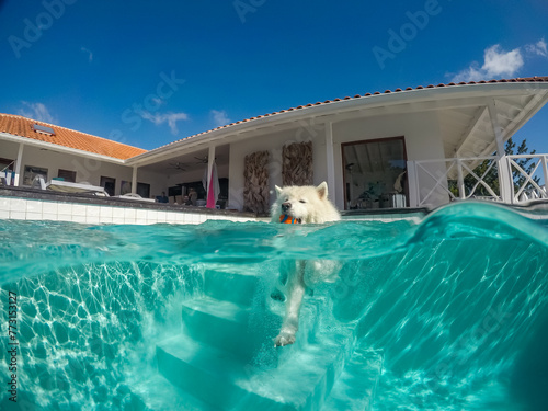 dogs swimming in the swimming pool photo
