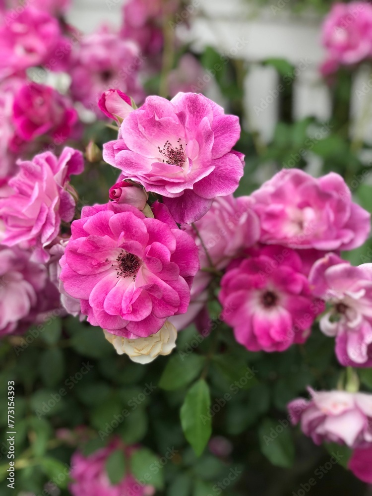 Vertical closeup of pink roses in a green garden Vertical closeup of pink roses in a green garden