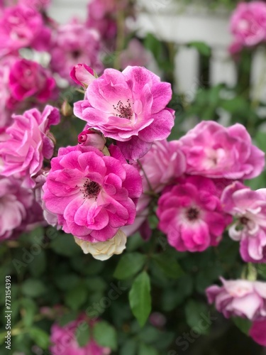 Wallpaper Mural Vertical closeup of pink roses in a green garden Torontodigital.ca