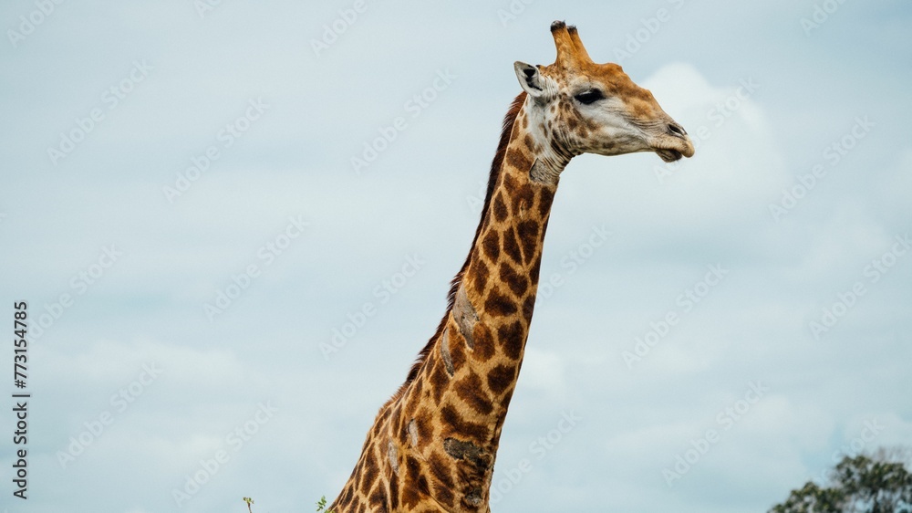 Giraffe isolated on a backdrop of the sky Giraffe isolated on a backdrop of the sky