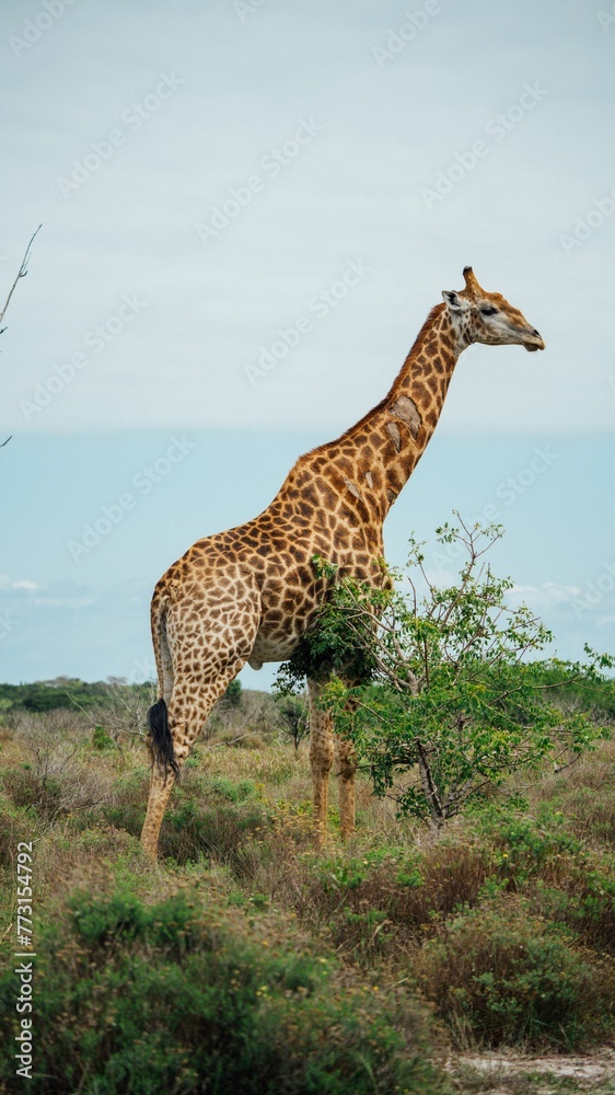 Obraz premium Giraffe pictured in its natural habitat