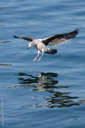 a bird is flying low over the water by itself by itself