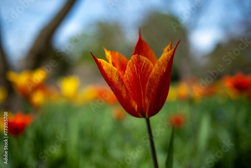 Closeup einer Rot-Orangen Tulpe auf einer Blumenwiese, vor unscharfem Hintergrund