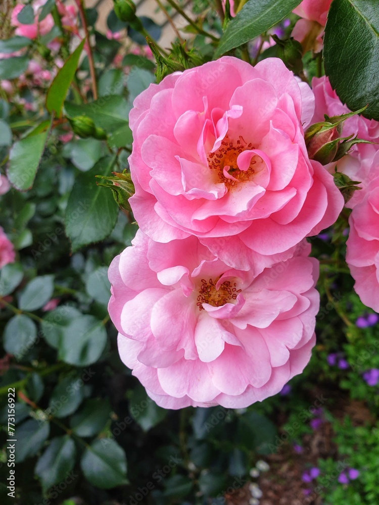 some pink flowers are in the middle of some bushes with purple flowers some pink flowers are in the middle of some bushes with purple flowers