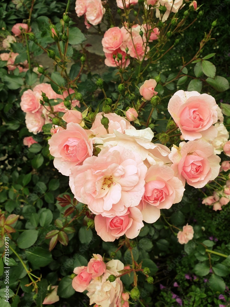 a lot of pretty pink roses in the midst of green leaves