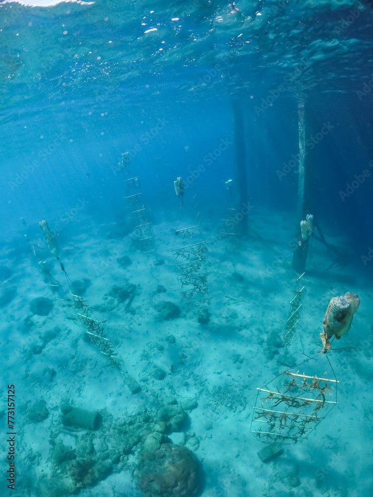Fototapeta premium Snorkelling off the Tug Boat wreck Curacao