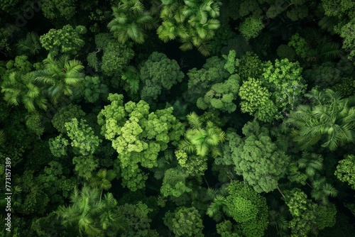 View from above showcasing a dense forest with a high concentration of trees and foliage