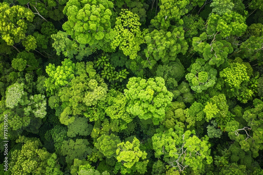 A gathering of trees in a dense forest, with a high-angle view capturing the canopy as drones perform health assessments