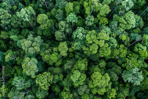 A high-angle aerial view showcasing the dense green forest canopy being inspected by drones for health assessments