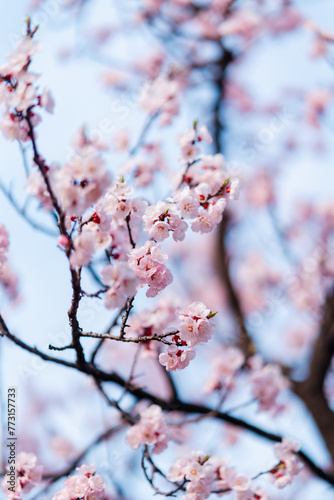 cherry blossoms