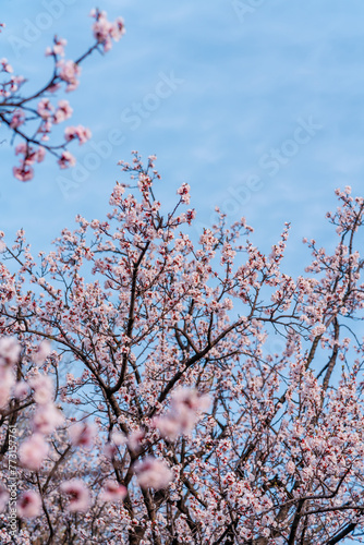 cherry blossoms