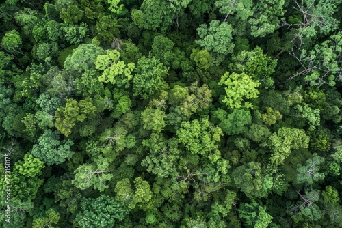 View from above of a dense forest with a canopy of trees extending to the horizon