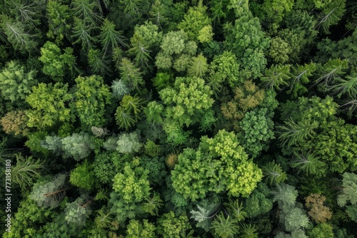 View from above of a thick forest filled with numerous trees creating a dense canopy © Ilia Nesolenyi