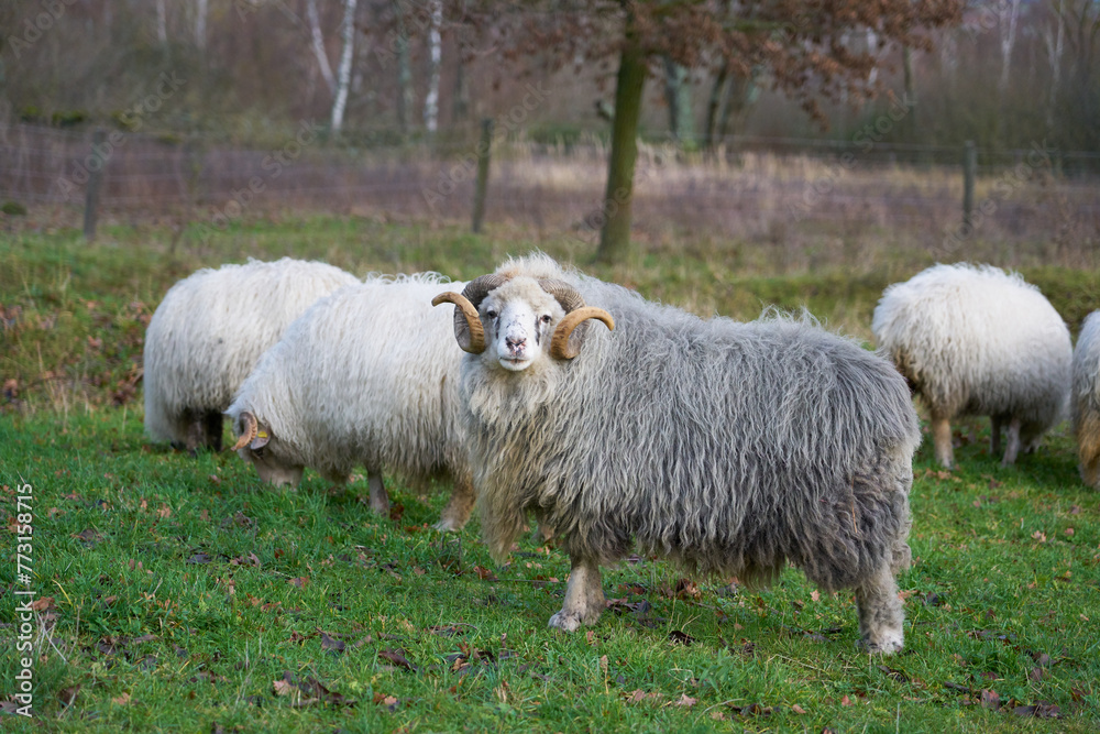 Obraz premium three sheep graze in the field together and look at the camera