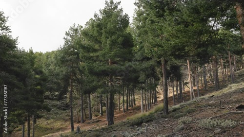 Bosque tranquilo de la Sierra de los Filabres, Almería photo