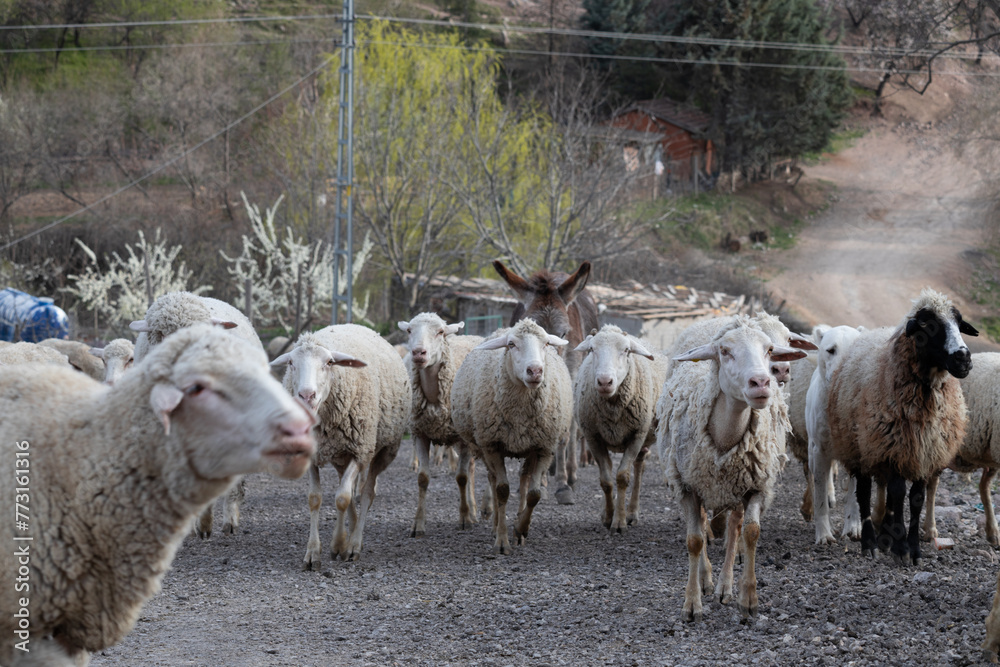 Obraz premium sheep, animal, lamb, farm, wool, shepherd, sheepdog