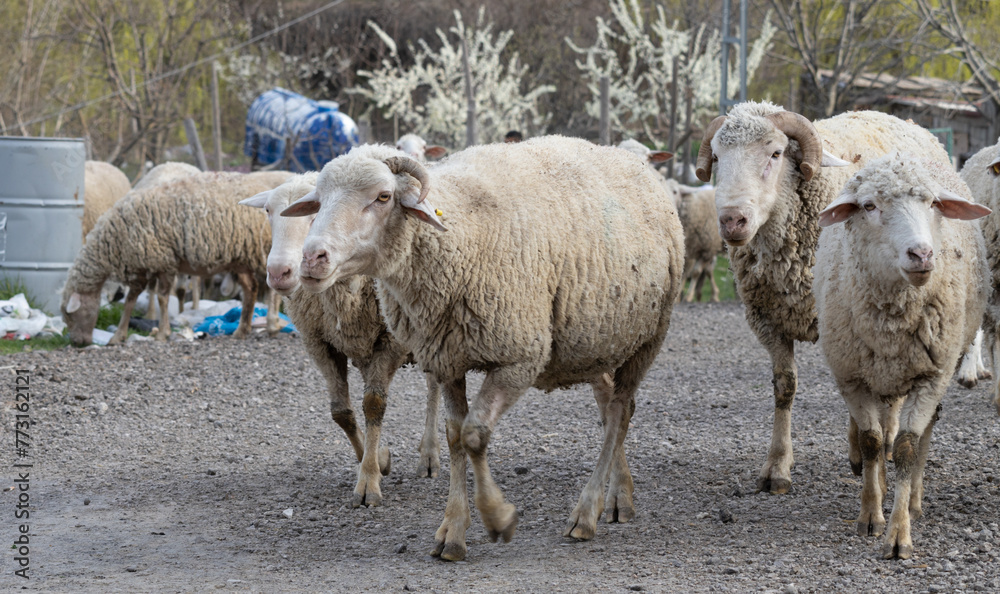 sheep, animal, lamb, farm, wool, shepherd, sheepdog