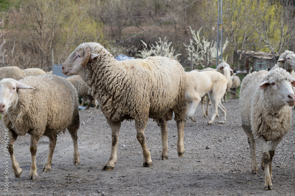 sheep, animal, lamb, farm, wool, shepherd, sheepdog sheep, animal, lamb, farm, wool, shepherd, sheepdog