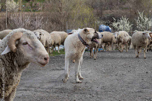 sheep  animal  lamb  farm  wool  shepherd  sheepdog