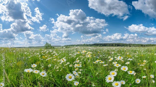 Beautiful summer colorful panoramic landscape of flower meadow with daisies against blue sky with clouds.