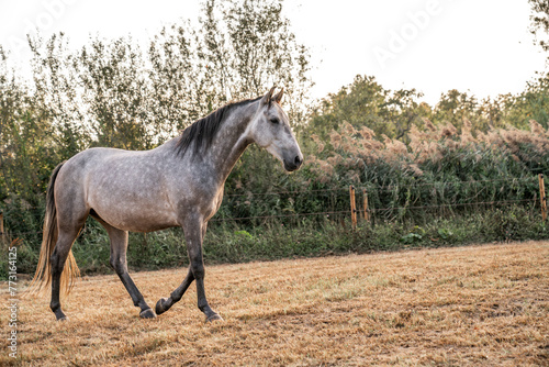 horse, field, head, young, halter, mud,  © PIC by Femke