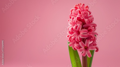   A pink flower, closely framed in a vase, surrounded by green stems against a bright pink backdrop