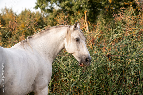 Beautiful horse white grey p.r.e. Andalusian in paddock paradise  © PIC by Femke