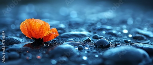   A solitary orange blossom atop a mound of dark stones, surrounded by water droplets on the ground